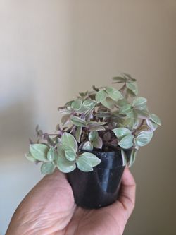 Plant
