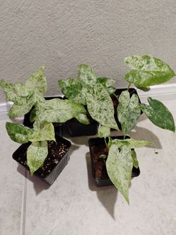 Alocasia Odora Batik Variegated