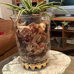 The New Vase With Delicate Spiders Plants. Diameter 9 Inch, Height 12 Inch, Base 6 Inch 1/2