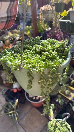 Variegated String of Pearls Succulent Plant 10” Pot