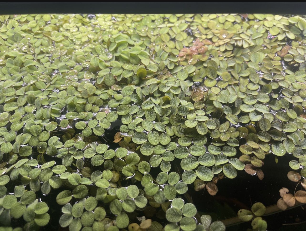 Live Floating Water Plants - Aquarium