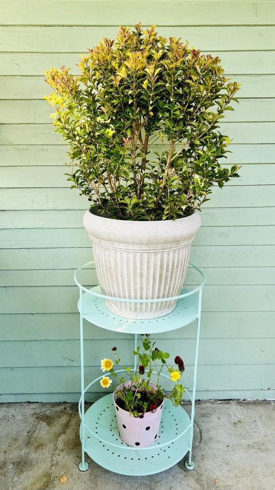 $39 Each Beautiful Plant