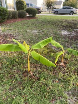 Free 2 Banana Trees