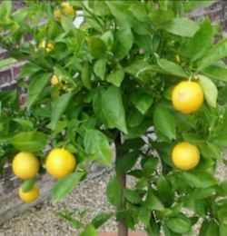 Lemon Trees