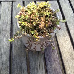 Sedum   "LITTLE MISSY”  Succulent Plant In A Ceramic White Pot