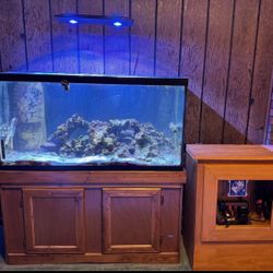 90 Gallon Reef Setup