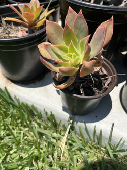 East African House Leek Succulent – $5 each | Bulk Deals Available!