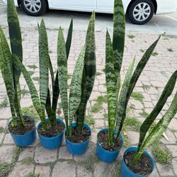 Snake Plant