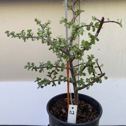 #52- Elephant Bush Plant 