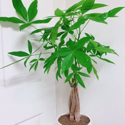Money Trees💰💴 💵 With A Beautiful Ceramic Pot - Indoor Plant 