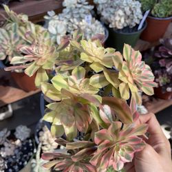 Rare Aeonium Imported Loki Cluster
