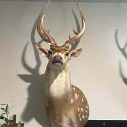Axis deer