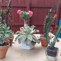 New Items This Weekend At Jason's Local Garden Located In New River Grove In Davie  Plants Fro $4,6,10 And up