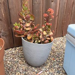 Set Of 2 Outdoor Potted Plants 
