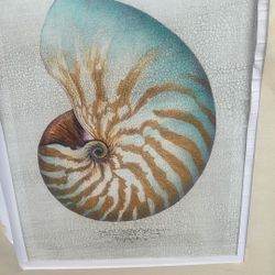 William A. Conklin X-Ray & Color Photo Diptych Chambered Nautilus Studio TORNO