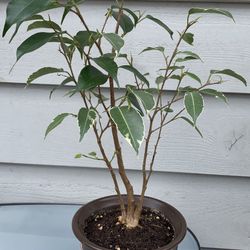 Bonsai tree
