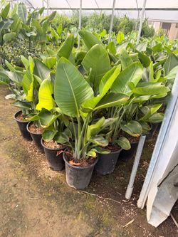 Giant birds of paradise 5 gallons