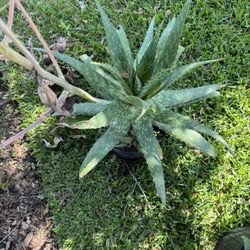 Aloe Vera- Savila Plant