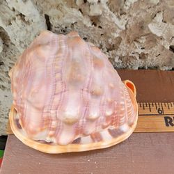 African Bullmouth Helmet sea shell