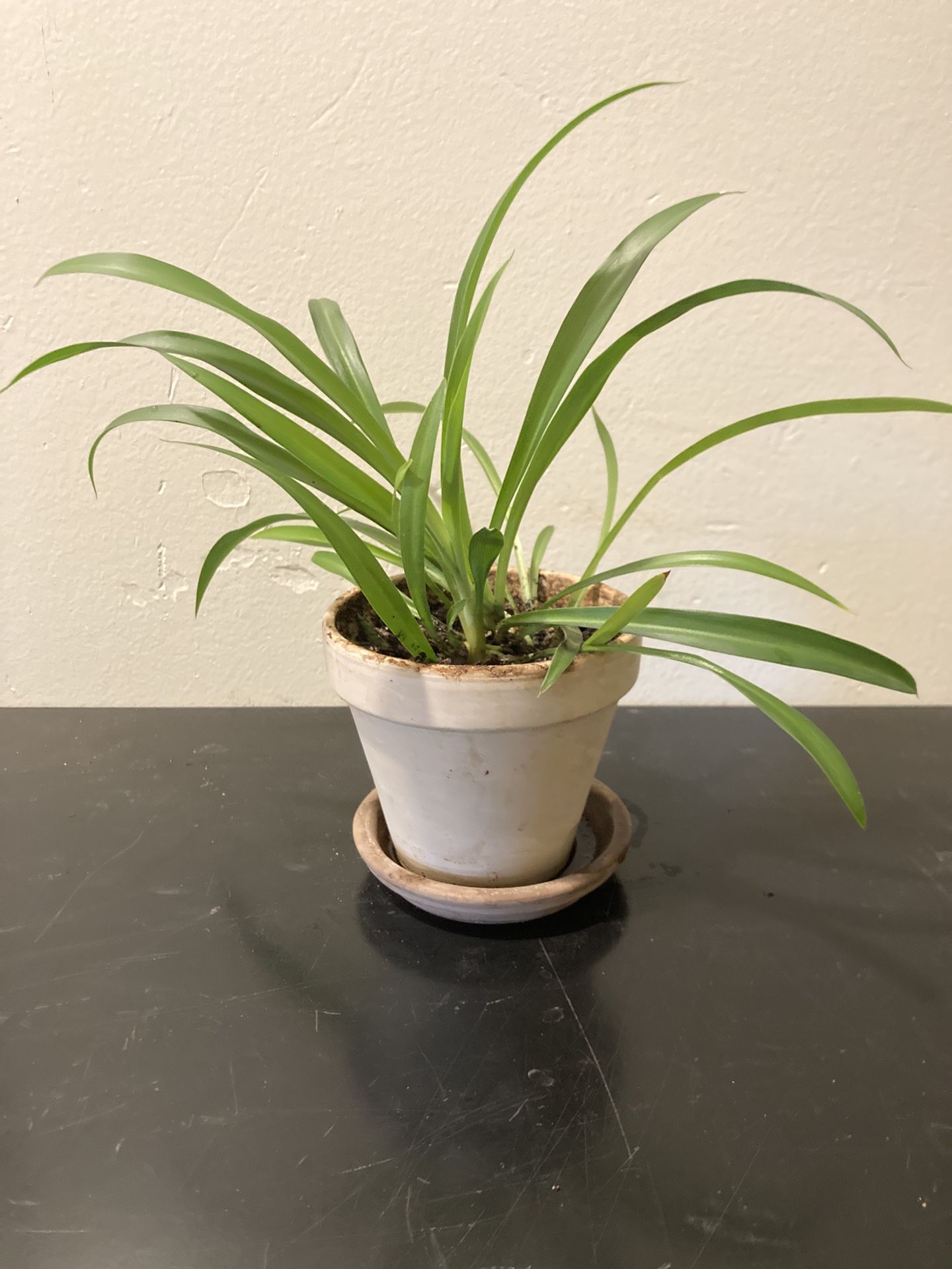 Spider Plant In Tan Terracotta 4” Pot