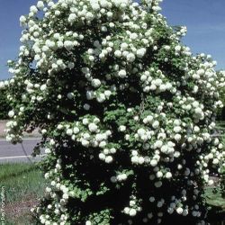 HUGE ‘Autumn Jazz’ Viburnum Bushes —