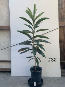 #32- Big Jim Loquat Tree 巨蛋枇杷樹