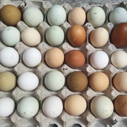 EGGS For Baskets - Trade