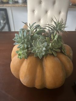 Pumpkin Ornament Plants