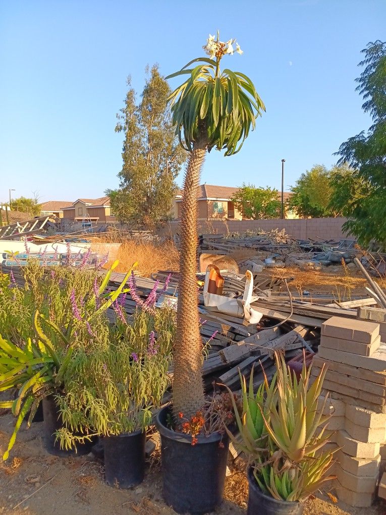 Madagascar Palm Plant