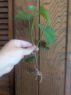 Sweet potato plants!