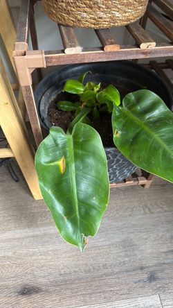 plant with new growth