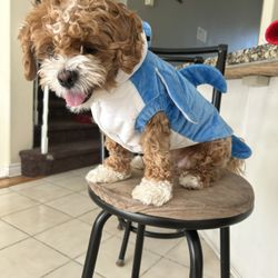 Dog Halloween Costume 