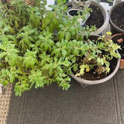 Small Pot Plants 🪴 Plus 4 Empty Pots With Soil