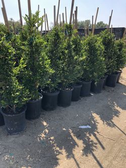 Ligustrum’s