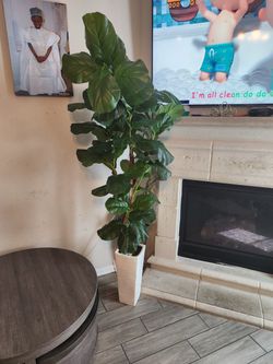 Large Fiddle Leaf Fig Tree in White Planter