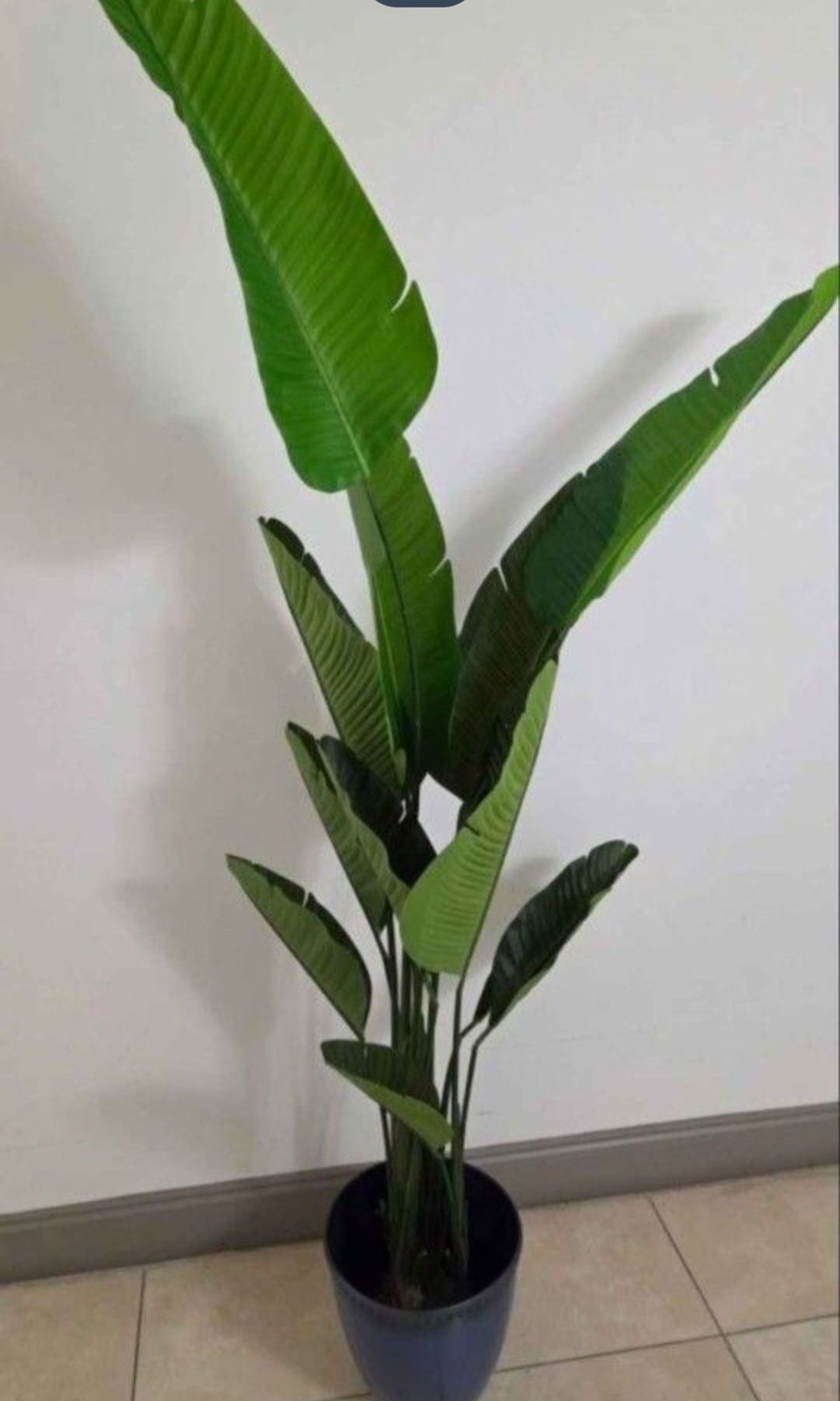 6.5ft Faux Bird of Paradise in a 12in (Diameter) Blue Resin Planter @ Lasting Creations