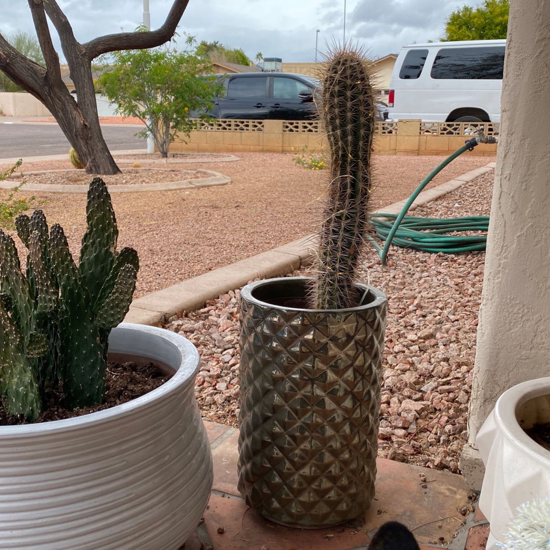 Pot + Cactus