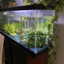 Fish Tank With Every In It For Sale 