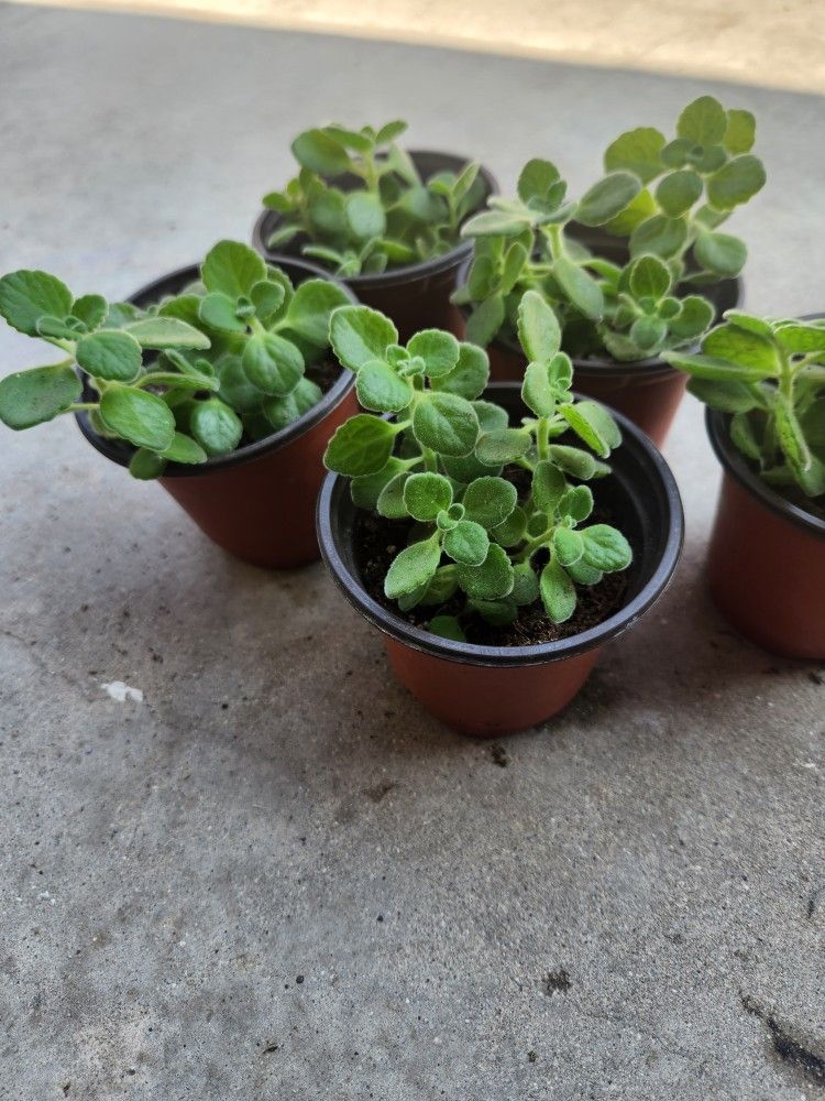 Vick plant succulent