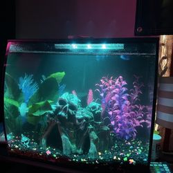 Fish tank and accessories 