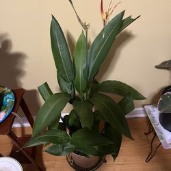 🐦‍🔥Heliconia Plant🐦‍🔥