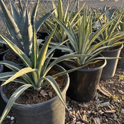 Agave