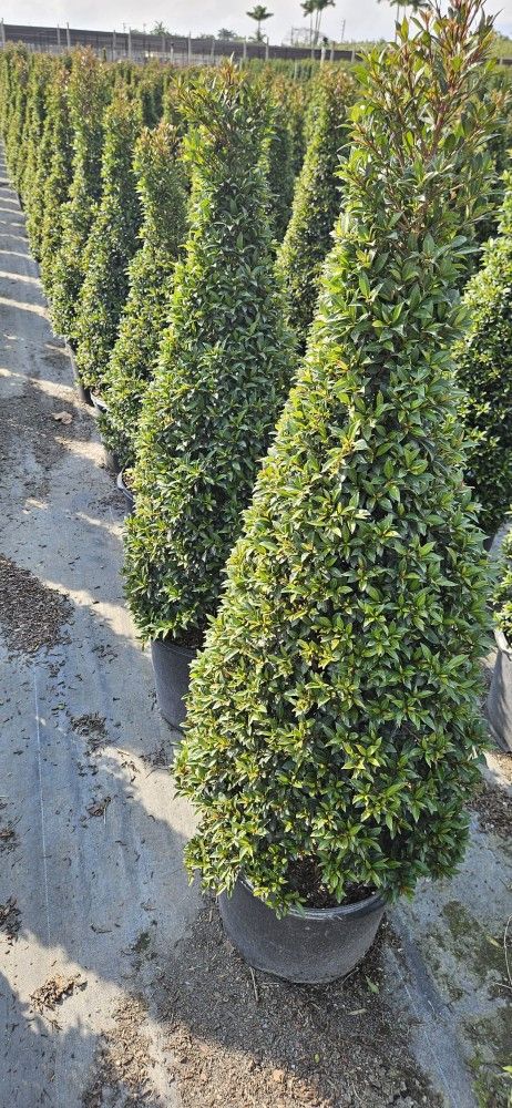 Beautiful Topiary Cones European Garden Plants Starting At $25