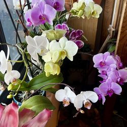 Orchids! 