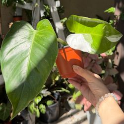 Philodendron White Princess in 4" pot, top cutting with new leaf!
