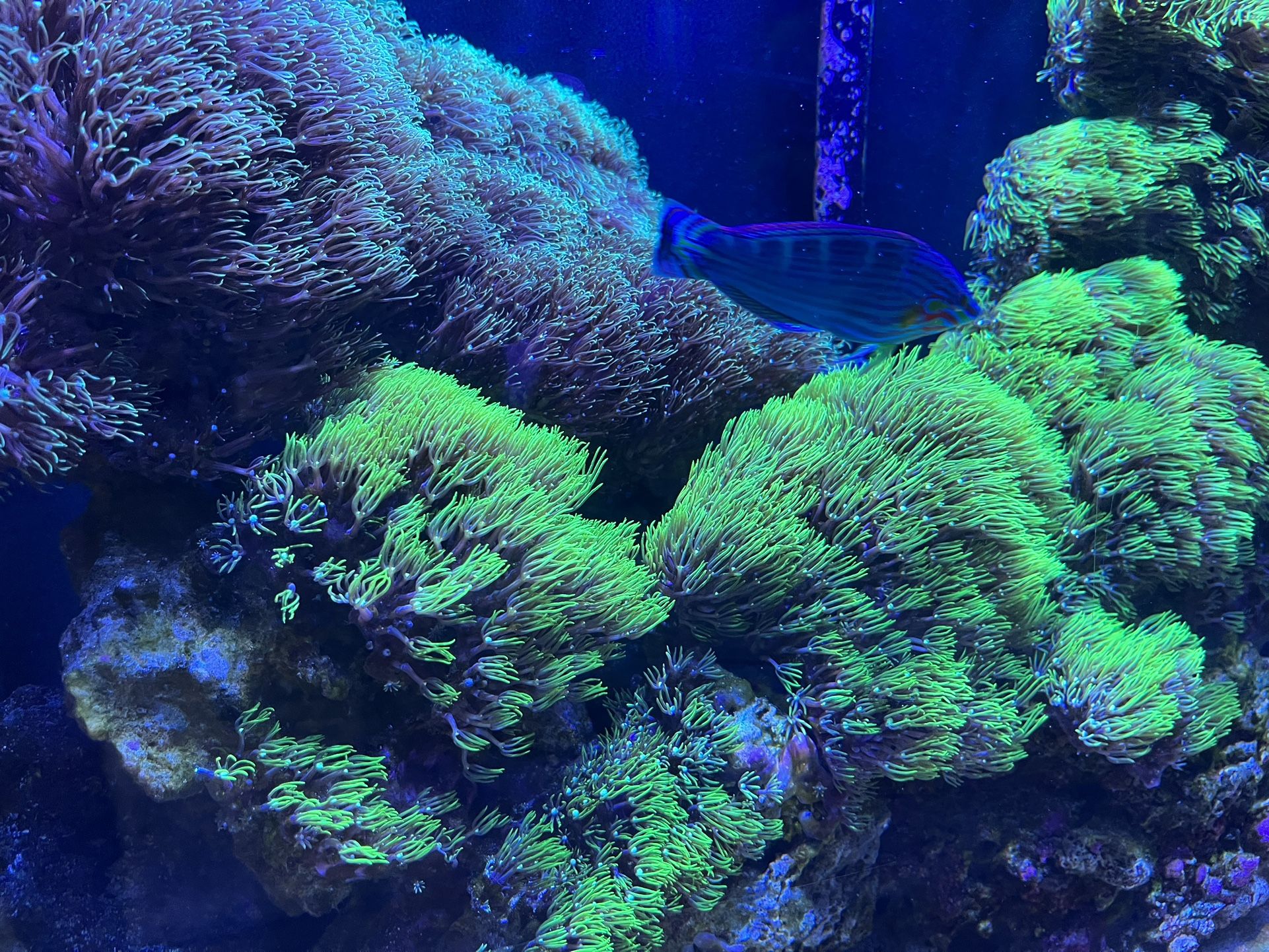 Reef Tank Setup ($500 Obo
