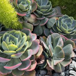 Echeveria Blue Sky Succulent