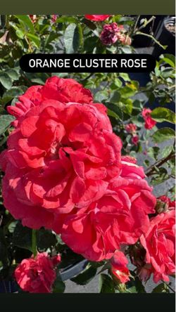🧡 Orange Cluster Roses