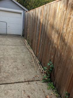 Free Bamboo Rods - Sellwood