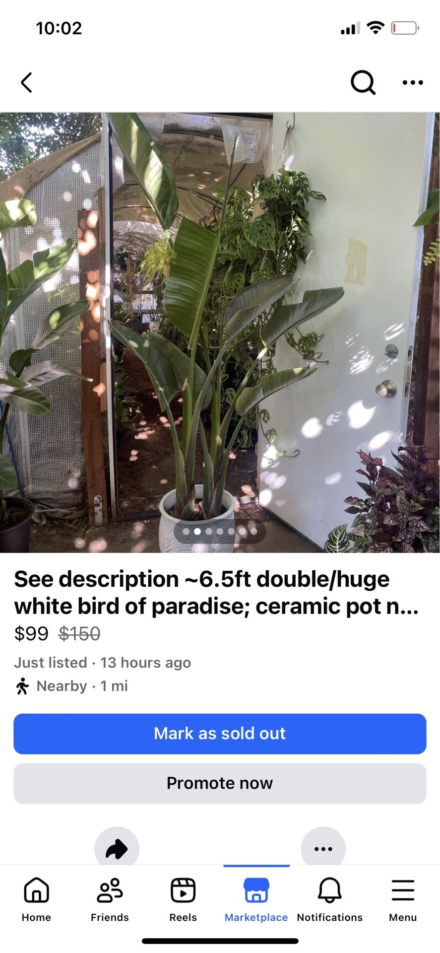 See description ~6.5ft double/huge white bird of paradise; ceramic pot not included; 95820